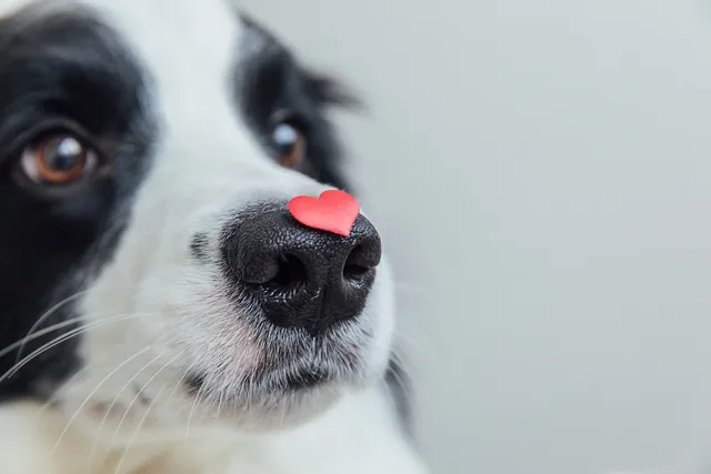 98 Dog Valentine Sayings to Show Your Love