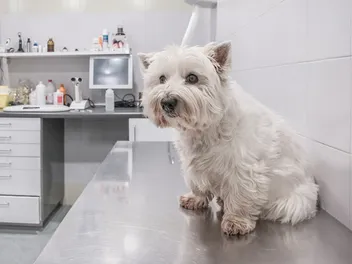 Westie Lung Disease: Causes, Signs & Care (Vet Answer)