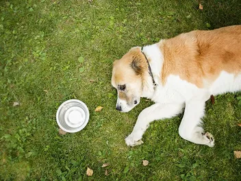 How Long Can a Dog Go Without Water? Vet-Verified Facts & Safety Guide