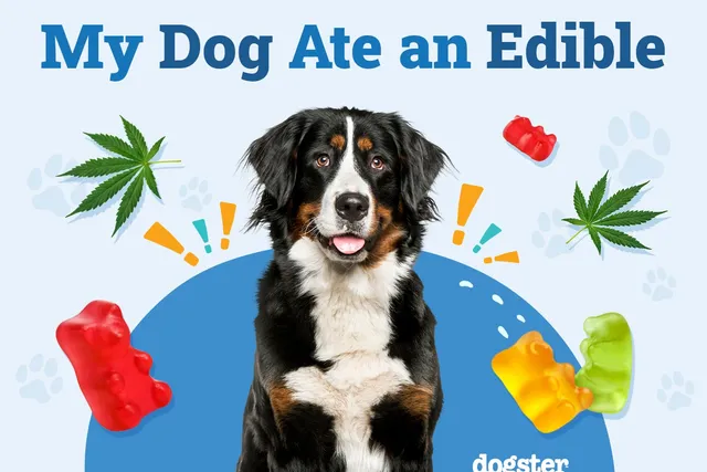 My Dog Ate an Edible, What Should I Do? (Vet Answer)