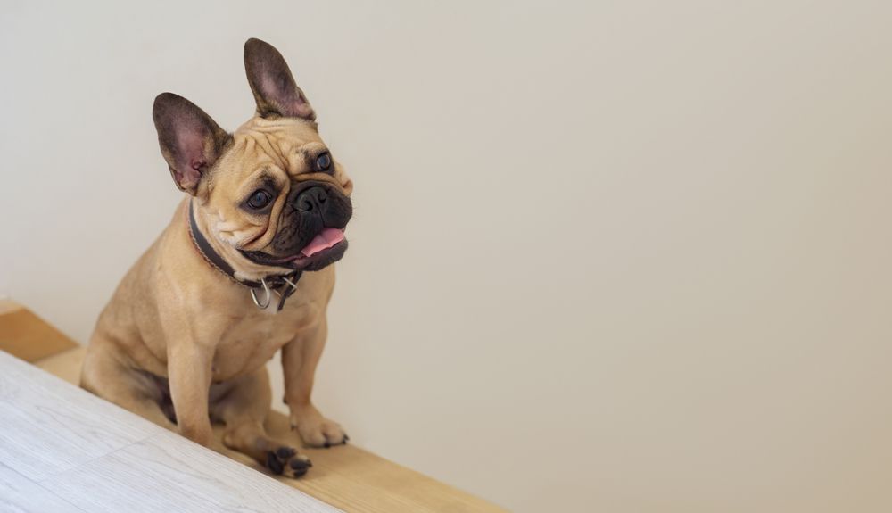 French Bulldog sits on a wooden stair