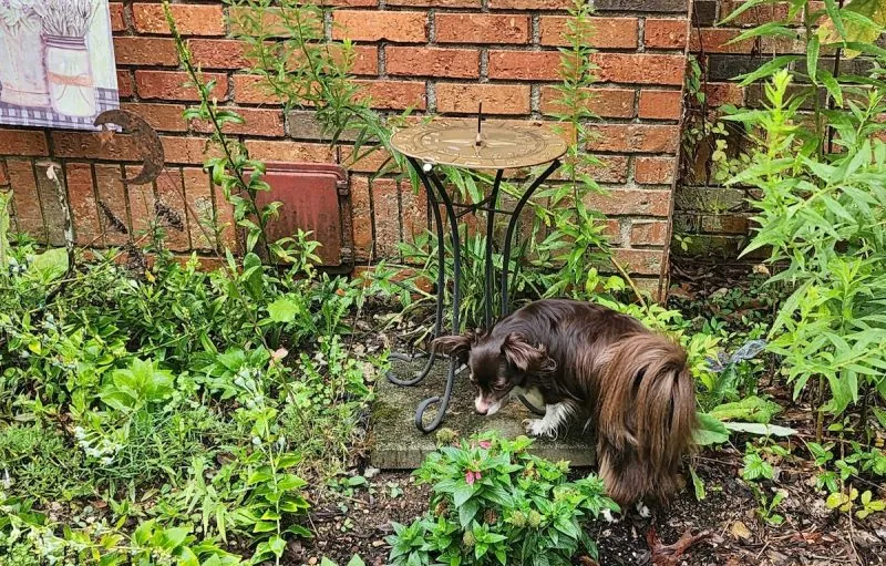 This bee balm smells interesting.