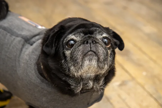 Can Pugs’ Eyes Pop Out? Our Vet Explains the Risks, What to Do & Treatment