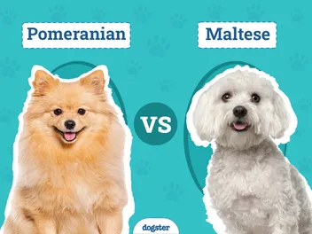 Pomeranian vs Maltese: Key Differences Explained (With Pictures)
