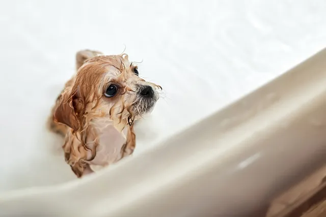How Often Should You Bathe Your Maltipoo? Vet-Approved Cleaning & Bath Tips