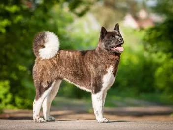 What Were Akitas Bred For? History, Facts & Breed Info