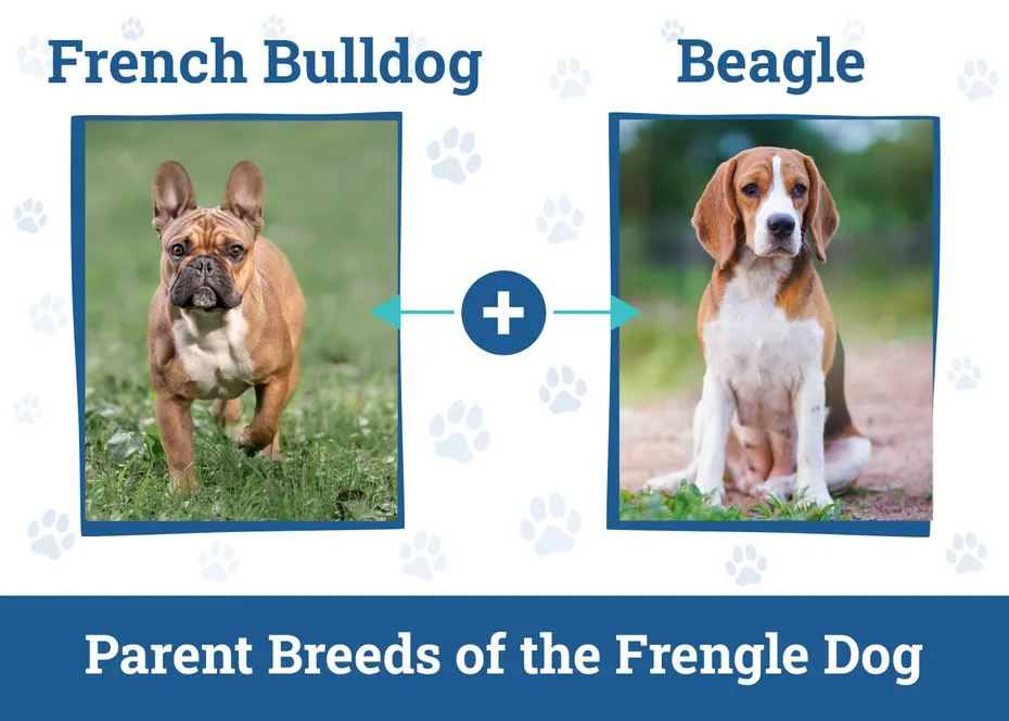 Parent Breeds of the Frengle Dog