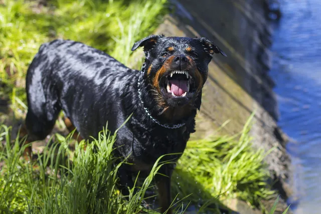 Are Rottweilers Dangerous? What the Data Says