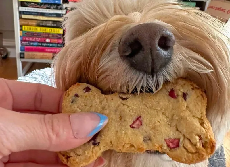 Cranberry Dog Treats