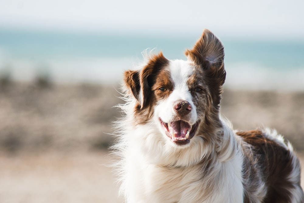 Dog in the beach