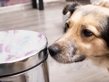 9 Best Dog-Proof Trash Cans in 2026 - Reviews & Top Picks