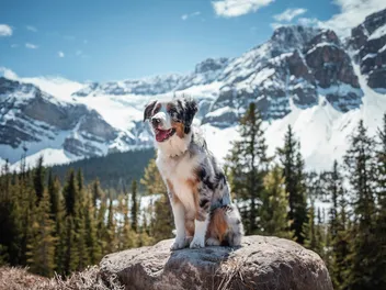 Can You Bring Your Dog to Canada? Border Requirements & Travel Tips