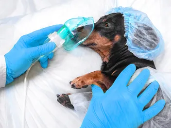 Is It Safe to Put a Dog Under Anesthesia for Teeth Cleaning? Our Vet Explains Side Effects & Safety Concerns