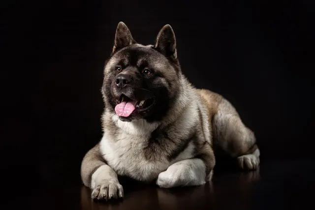 Why Do Dogs Tuck Their Paws: 6 Simple Answers for Curious Owners