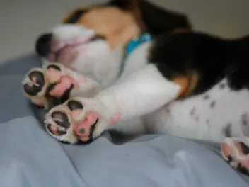 Do Beagles Have Webbed Feet? Vet-Reviewed Facts, Pros & Cons