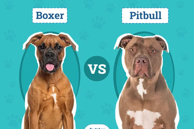 Boxer vs Pitbull: The Differences (With Pictures)