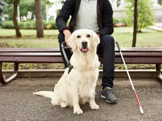 How to Train a Guide Dog: Vet-Verified Tips & Important Traits