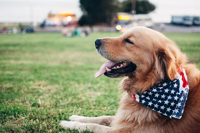 9 DIY Dog Bandana Plans You Can Make Today (With Pictures)