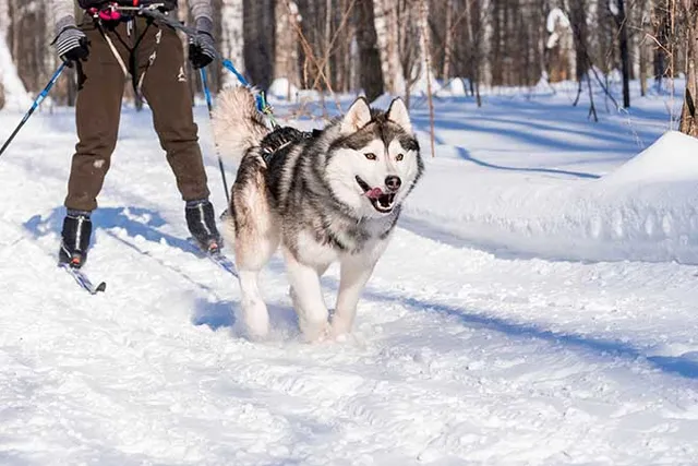 How to Go Skiing & Snowshoeing With Dogs: 8 Vet-Reviewed Simple Tips
