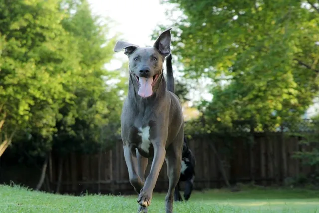 Blue Lacy Dog Breed: Info, Pictures, Care & Traits