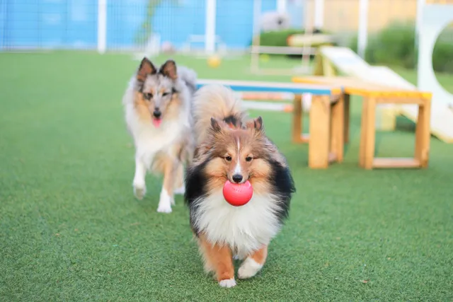 Do Dogs Need a Friend? 8 Vet-Approved Tips for Finding a Dog a Playmate