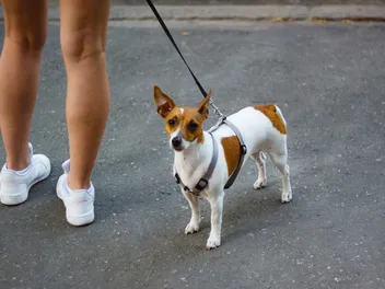 6 Reasons to Leash Your Dog With Safety Considerations
