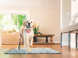 Canine Activity Trackers You'll Want to Try - Buying Guide and Reviews 2026
