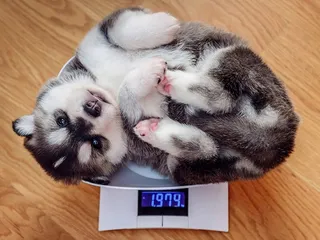 My Puppy Is Overweight: 5 Vet-Approved Tips on What to Do