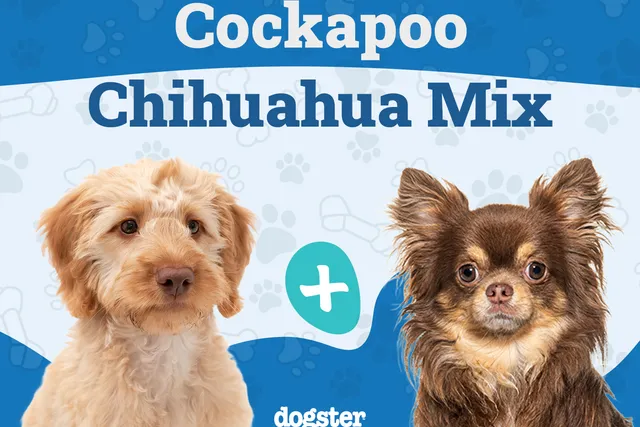 Cockapoochi (Cockapoo & Chihuahua Mix): Info, Pictures, Care & More