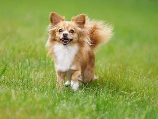 Chihuahua Dog Breed: Info, Pictures, Care & Facts