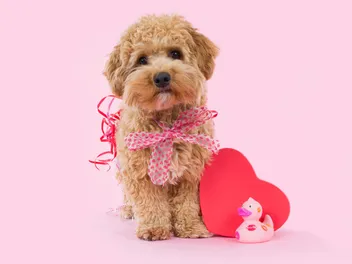 65 Dog Valentine Puns & Sayings: Mutts About You!
