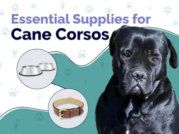 18 Essential Cane Corso Supplies to Get You Started: 2026 Vet-Reviewed Guide