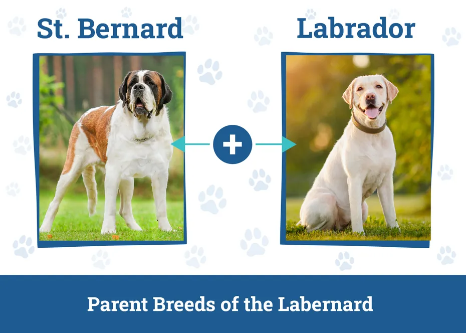 St. Bernard Lab Mixed Dog Breed