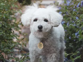 White Maltipoo: Info, Pictures, Origin & History