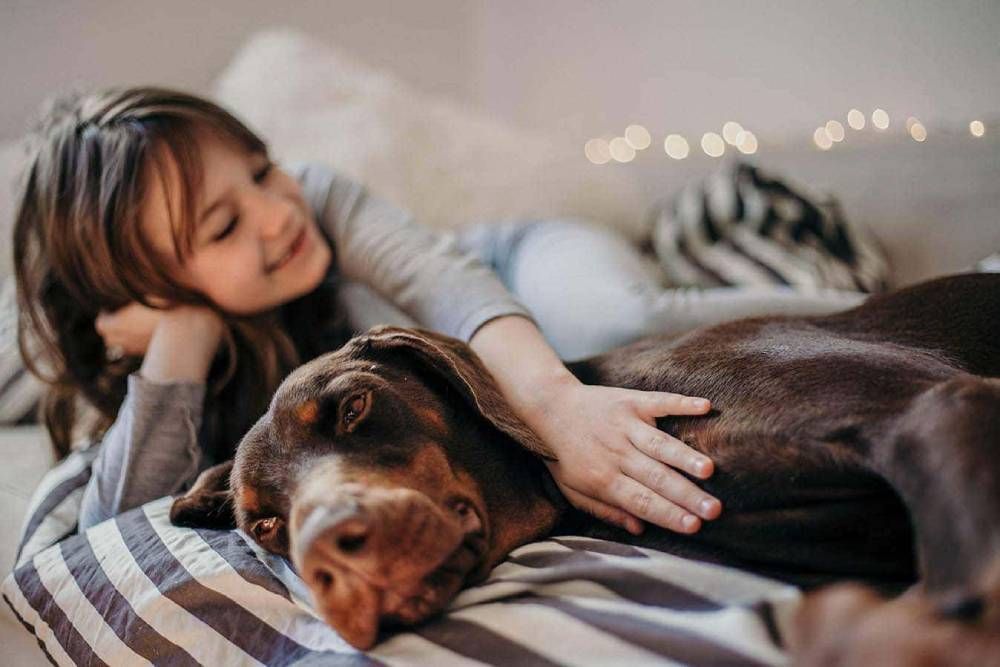 young girl with brown doberman dog