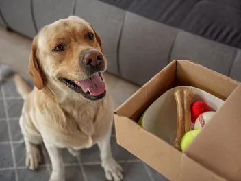 25 Thoughtful Gifts for New Dog Owners