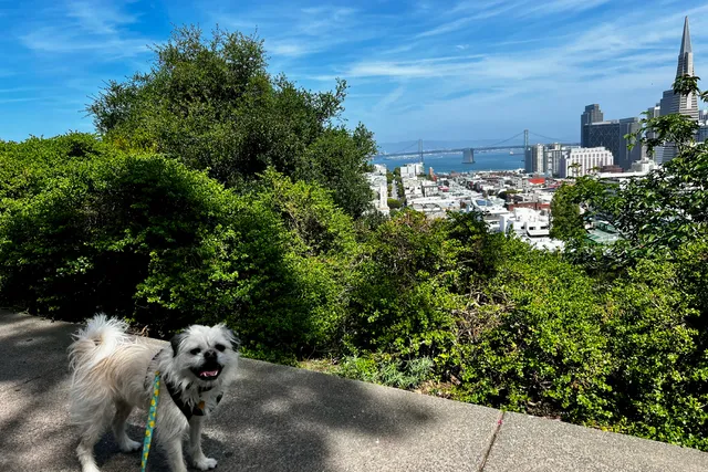 Step Right Up: Tours by Gizmo