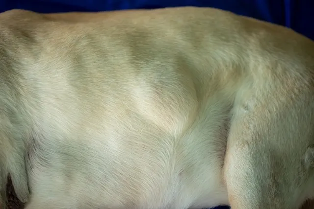 How Much Does Dog Lipoma Surgery Cost? 2026 Price Guide
