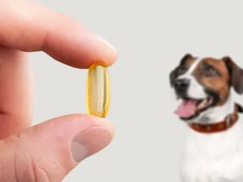 Should I Give My Dog Supplements? Our Vet Answers