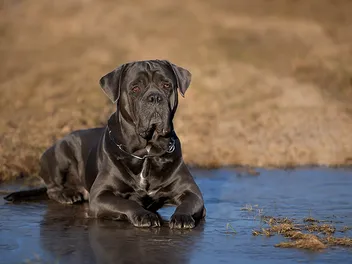 Do Cane Corsos Like Water and Swimming? Answer & Tips