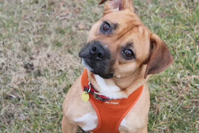 Bogle (Beagle & Boxer Mix): Info, Pictures, Care, Traits & More