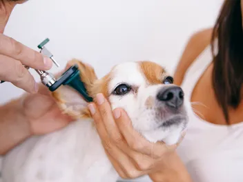 Are There Dog Hearing Tests? Vet-Approved Facts & FAQ