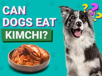 Can Dogs Eat Kimchi? Vet-Approved Nutrition Facts
