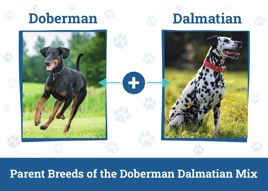 Parent Breeds of the Doberman Dalmatian Mix