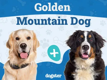 Golden Mountain Dog Breed: Info, Pictures, Care & More
