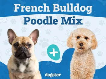 Froodle Dog Breed: Info, Pictures, Care, & Facts