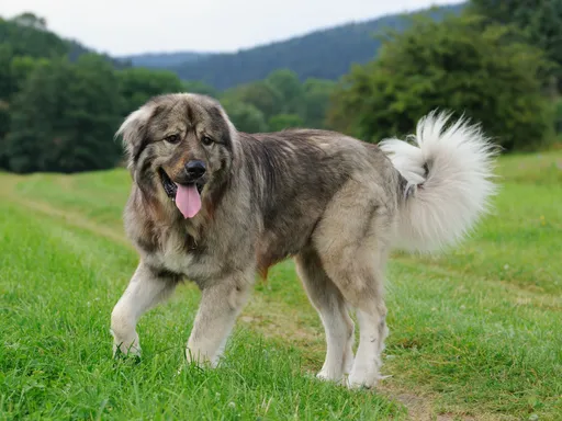 Caucasian Shepherd Dog