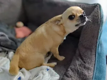 Fred's Reverse Sneezing: Why He Does It & Why I'm Not Worried (with Video)