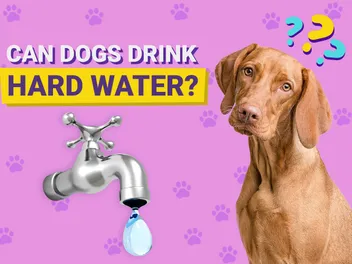 Can Dogs Drink Hard Water? Is Hard Water Bad For Dogs? (Vet-Verified)