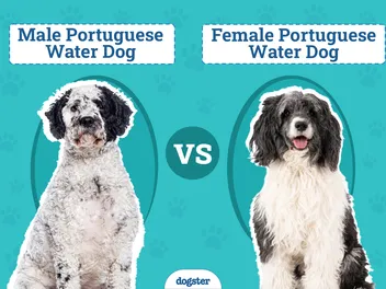 Male vs Female Portuguese Water Dogs: The Differences (With Pictures)